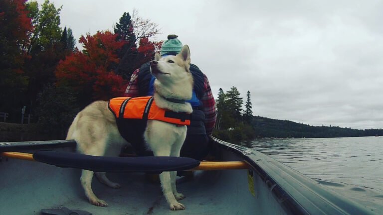 Camping With Dogs: Everything You Need To Know for a Stress-free Trip