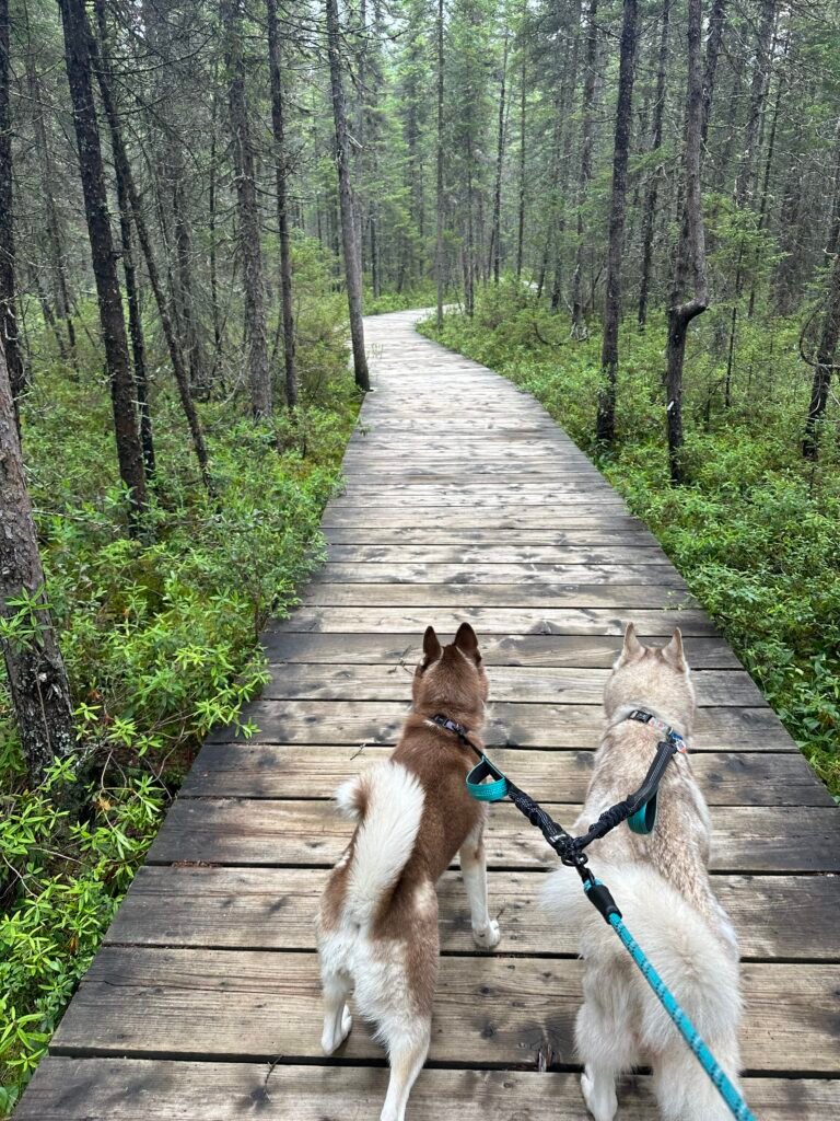 Two leashed dogs walking a boardwalk trail through a spruce forest